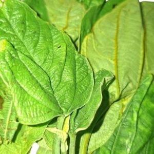BP Leaf