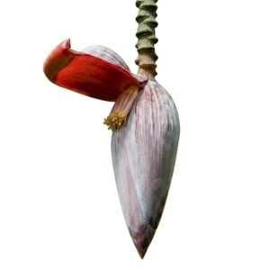 Banana Flower