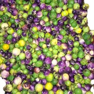 Bitter Eggplant