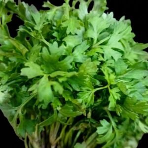 Coriander