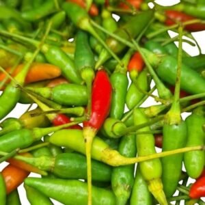 Local Small Chilli