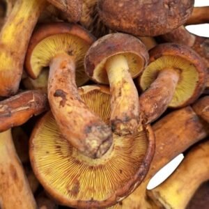 Red Mushroom